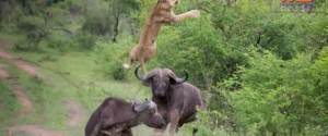 buffalo-lion-fight
